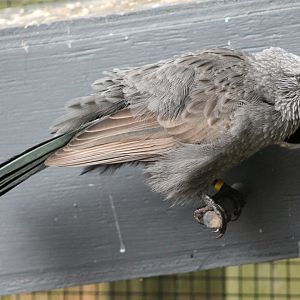 Apostlebird (Struthidea cinerea)