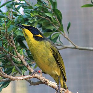 Helmeted Honeyeater (Lichenostomus melanops cassidix)
