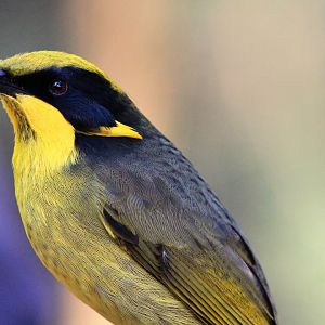 Helmeted Honeyeater (Lichenostomus melanops cassidix)
