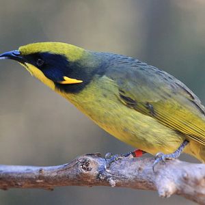 Helmeted Honeyeater (Lichenostomus melanops cassidix)