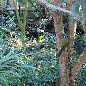 White-eared Honeyeater (Lichenostomus leucotis)