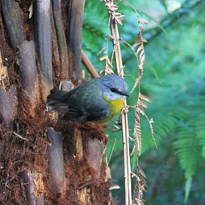 Eastern Yellow Robin (Eopsaltria australis)