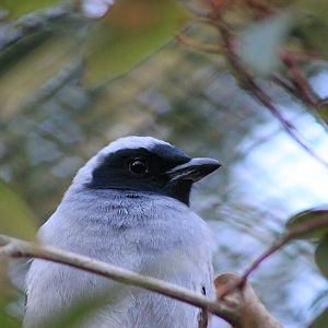 Black-faced Cuckoo-shrike (Coracina novaehollandiae)