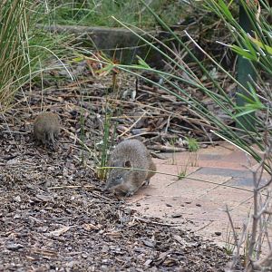 Cleland-Bandicoot And Young