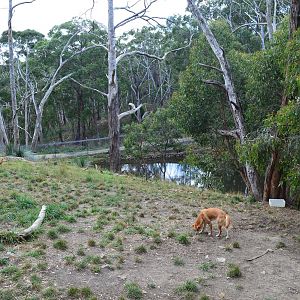Cleland- Dingo Enclosure