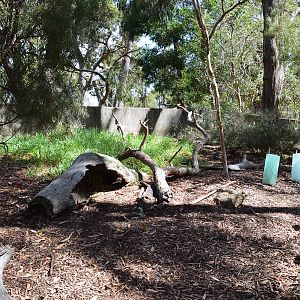 Cleland- Echidna Enclosure