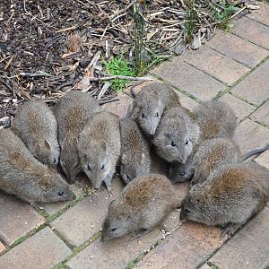 Cleland-Potoroos