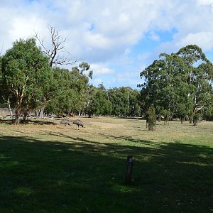 Cleland- Walkthrough Emu, Roo And Cape Barren