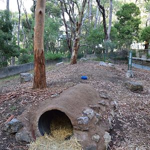 Cleland- Wombat Enclosure