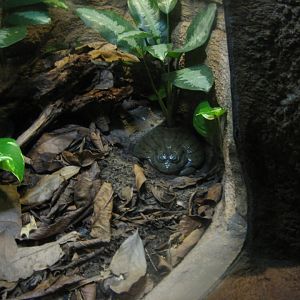 Randers Regnskov - Bullfrog exhibit