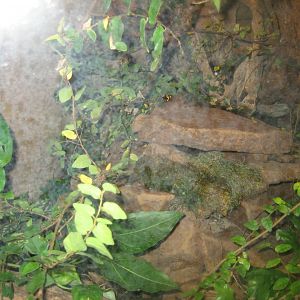 Randers Regnskov - Poison dart frog exhibit