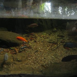 Randers Regnskov - Cichlid tank