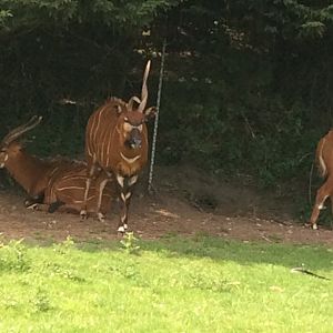 Bongo with dodgy horn