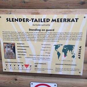 Meerkat signage