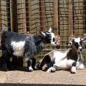Pygmy goat kids, June 2017