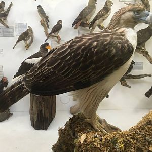 Philippine monkey eating eagle (Pithecophaga jefferyi)