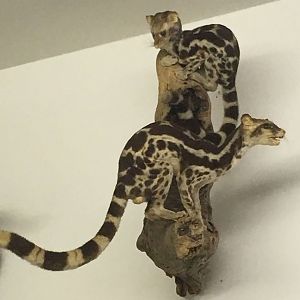 Banded Linsang (Prionodon linsang linsang)