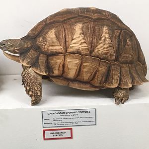 Angonoka tortoise (Astrochelys yniphora)