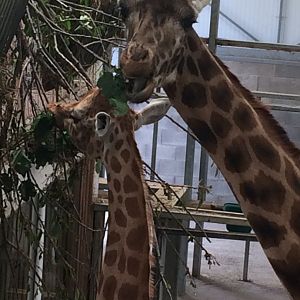 Giraffes at feeding time