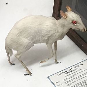 Lesser malay chevrotain (Tragulus kanchil angustiae)