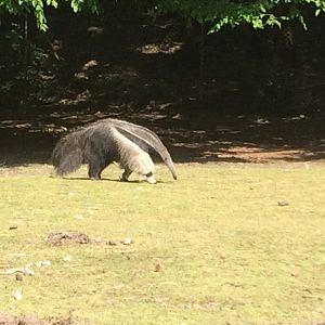 Giant anteater