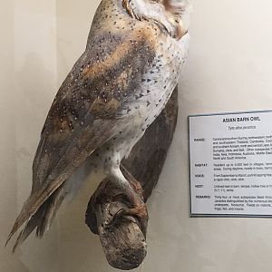 Asian barn owl (Tyto alba javanica)