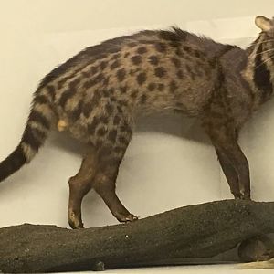 Large spotted civet (Viverra megaspila)