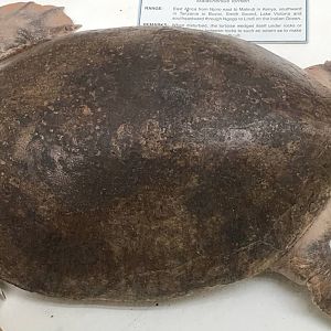 Central American river turtle (Dermatemys mawii)