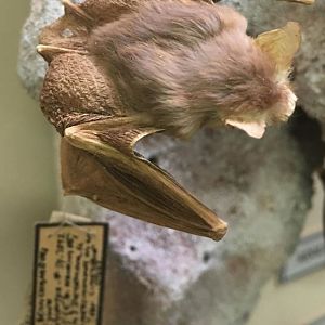 Kitti's hog-nosed bat (Craseonycteris thonglongyai)