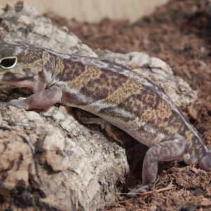 African Clawed Gecko