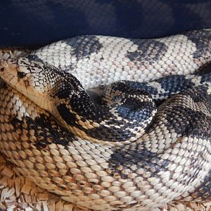 Northern Pine Snake