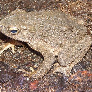 Asian Giant Toad