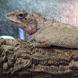 Female Turquoise Forest Lizard