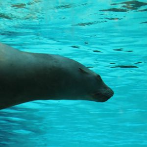 Californian sea-lion