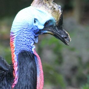 Southern cassowary