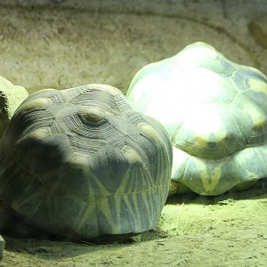 Radiated tortoises