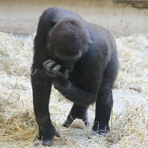 Western lowland gorilla
