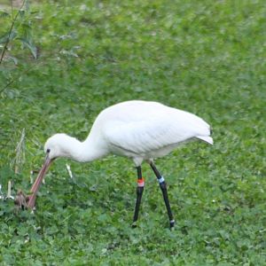European spoonbill