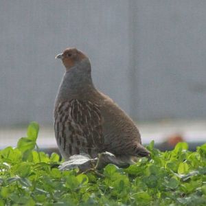 Grey partridge