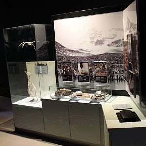 Penguin info-display