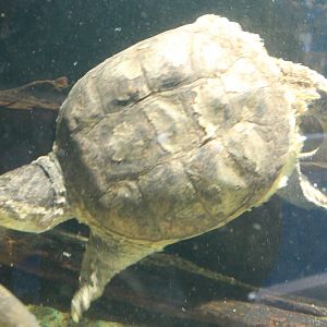 Snapping turtle