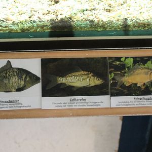 Signs Carp-forms