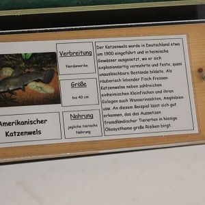 Sign American catfish