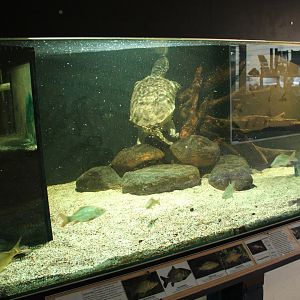 Carp - Turtle - Catfish enclosure