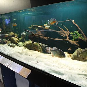 Piranha-aquarium