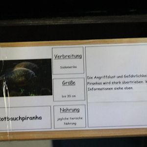 Sign Red-bellied piranha