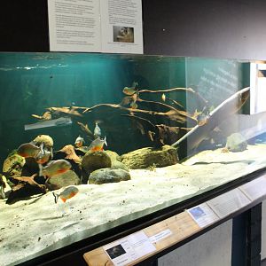 Piranha - Electric eel aquarium