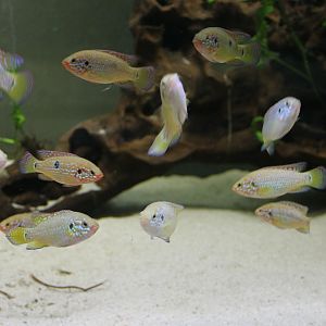 Juwel-cichlids