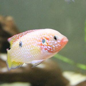 Juwel cichlid