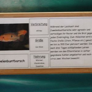 Sign Juwel cichlid